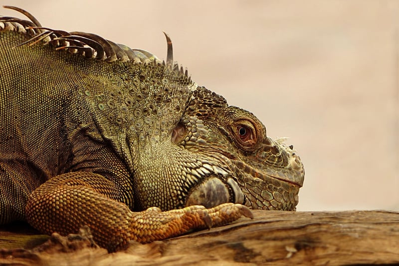Exotic Wildlife